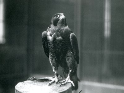 A Peregrine Falcon at London Zoo, January 1922 by Frederick William Bond